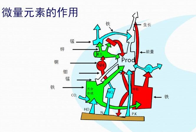 全自动91香蕉视频IOS在线厂家分析体内微量元素的互相作用